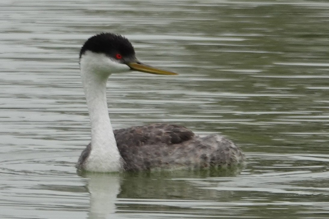 Western Grebe - ML641881215