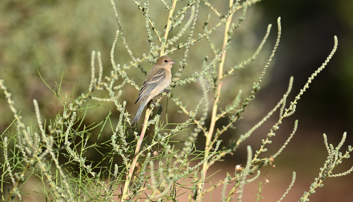 Lazuli Bunting - ML641881253