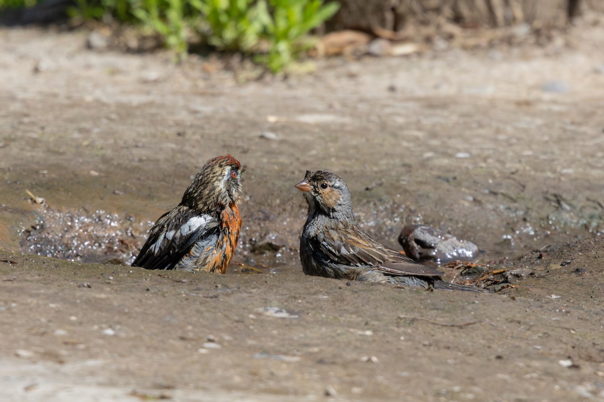 Mourning Sierra Finch - ML641881265