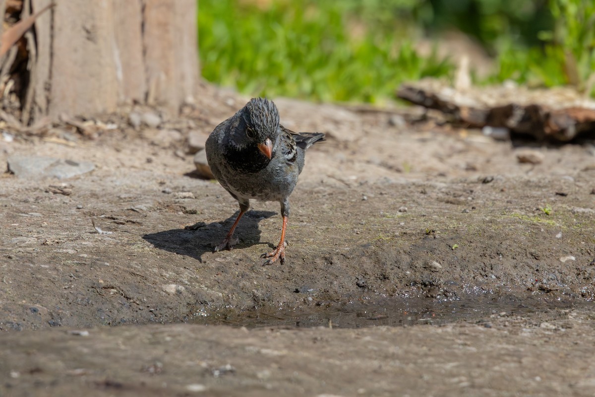 Mourning Sierra Finch - ML641881274