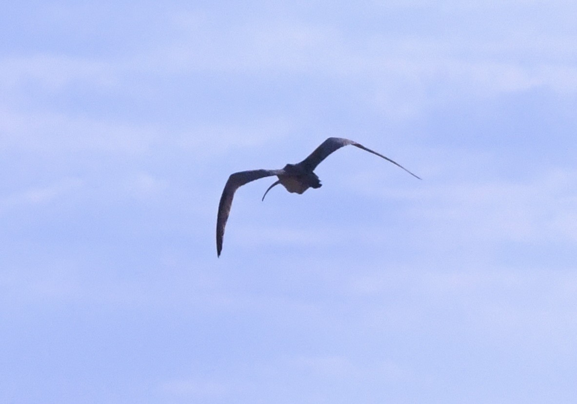 Long-billed Curlew - ML641881277
