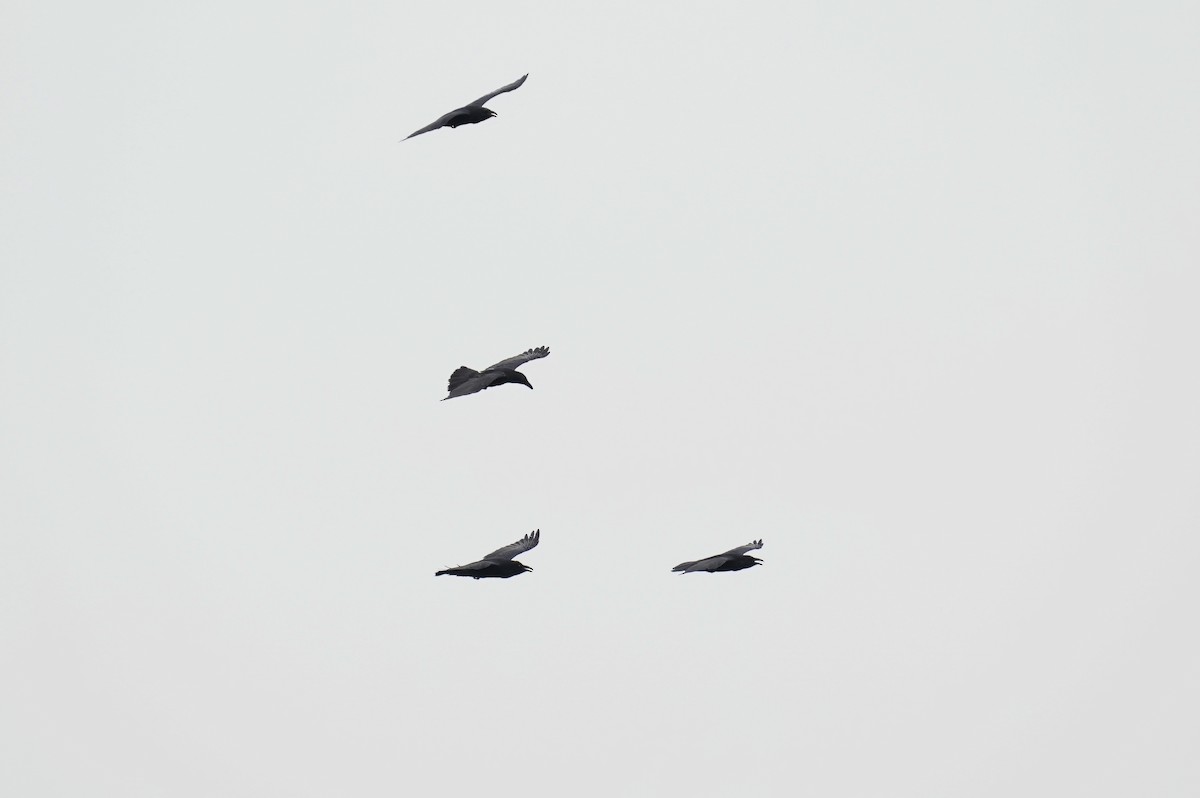 Common Raven - ML641881295