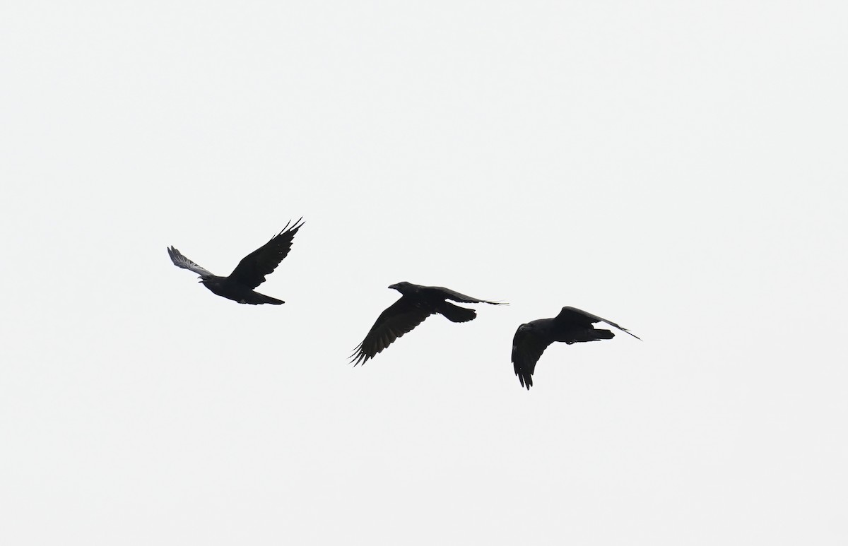 Common Raven - ML641881296