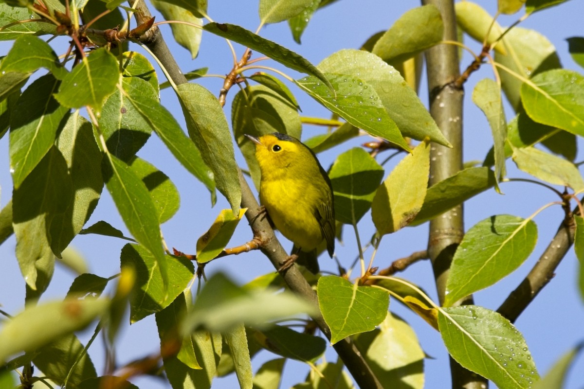 Wilson's Warbler - ML641881311