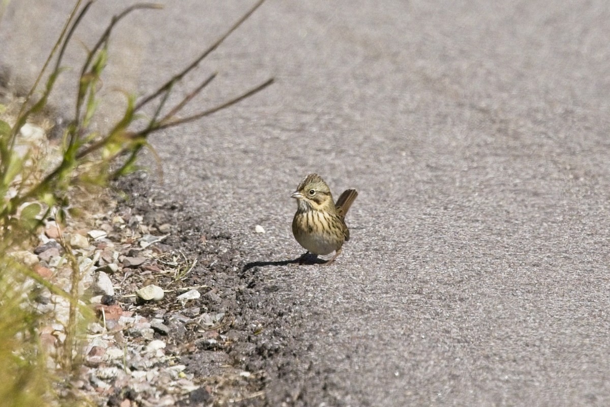 Lincoln's Sparrow - ML641881317