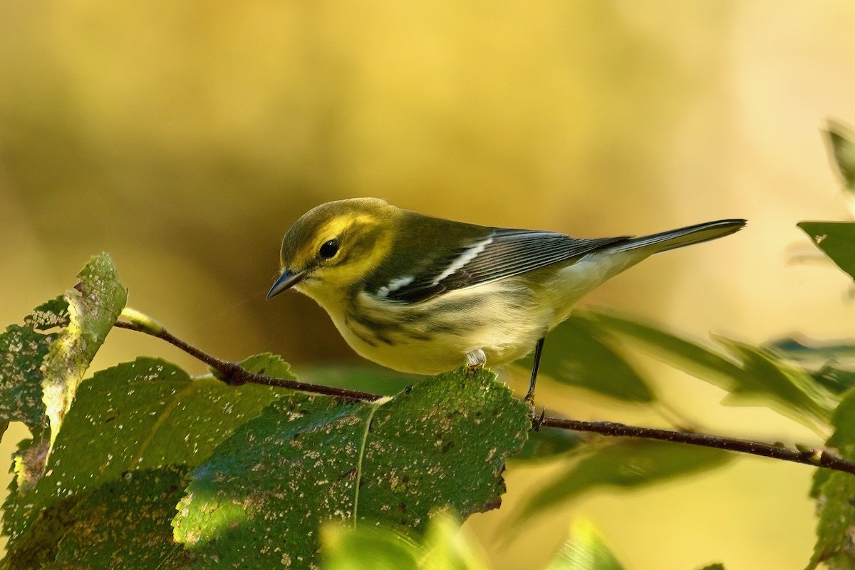 Black-throated Green Warbler - ML641881319