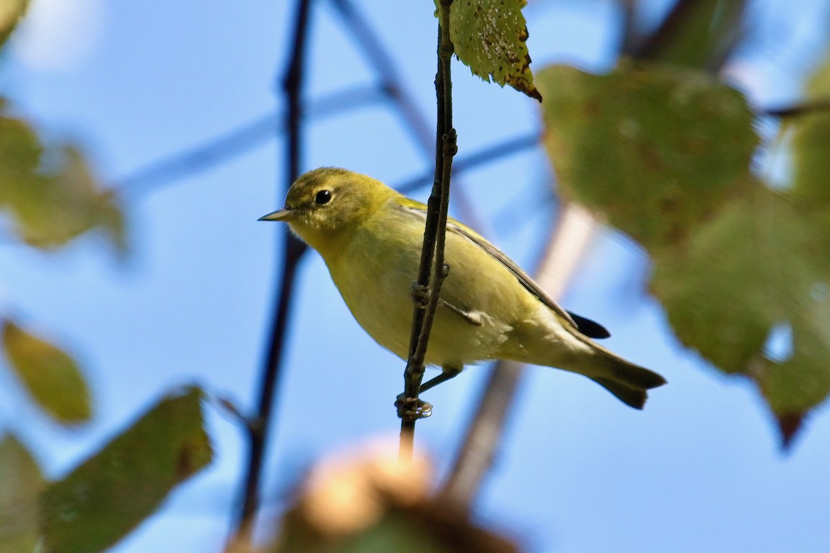 Tennessee Warbler - ML641881325