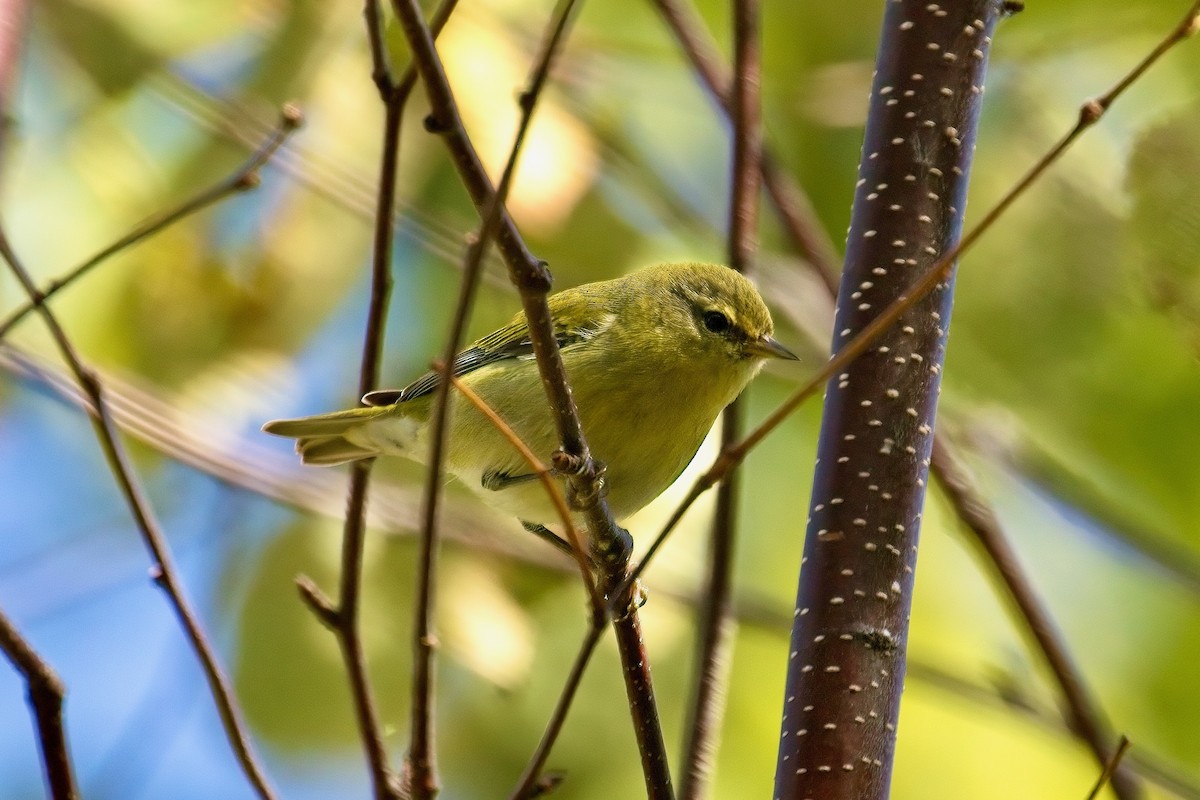 Tennessee Warbler - ML641881331