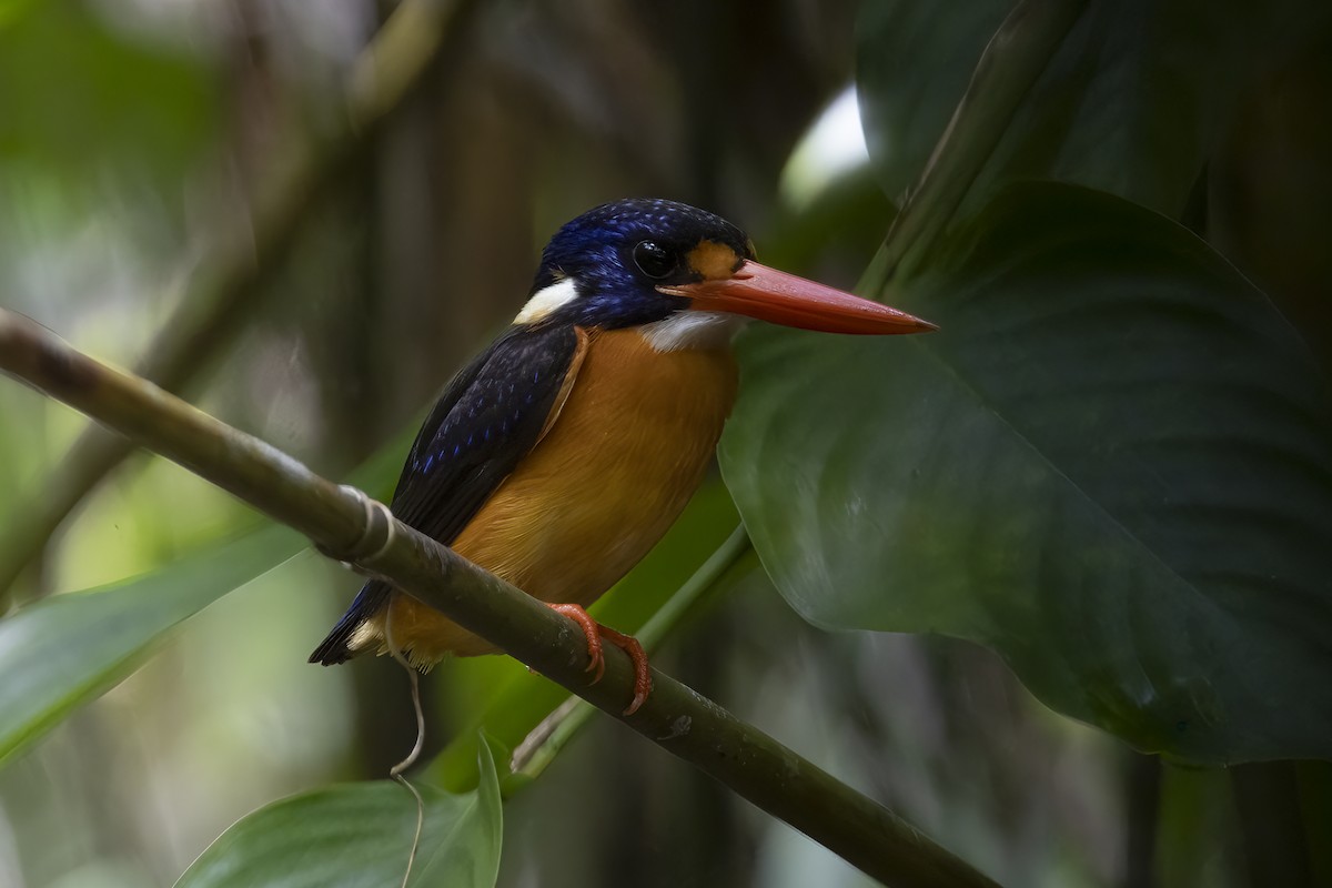 Martín pigmeo de las Molucas (uropygialis) - ML641881341