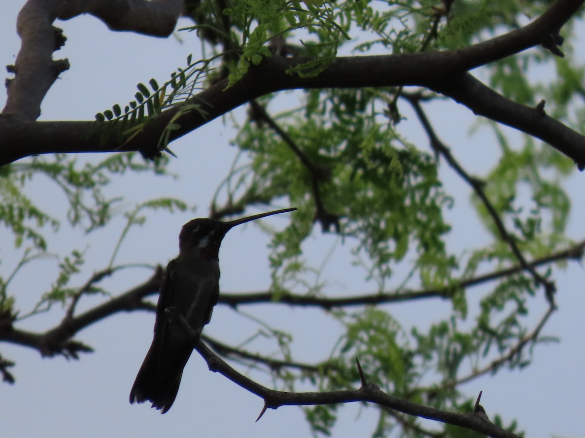 Plain-capped Starthroat - ML641881353