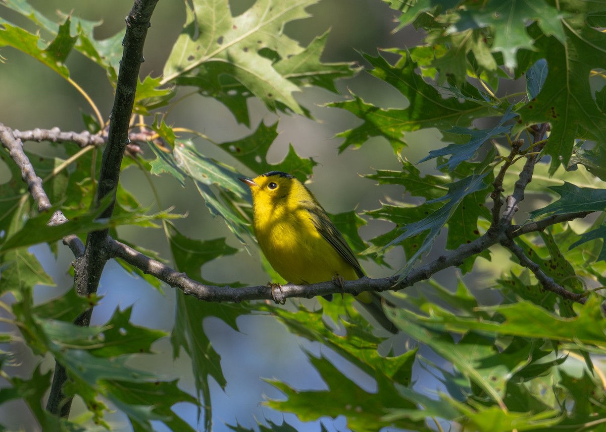 Wilson's Warbler - ML641881367