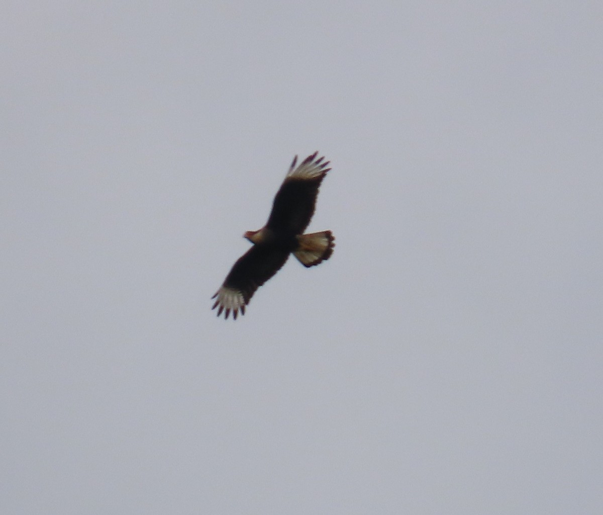 Crested Caracara - ML641881370