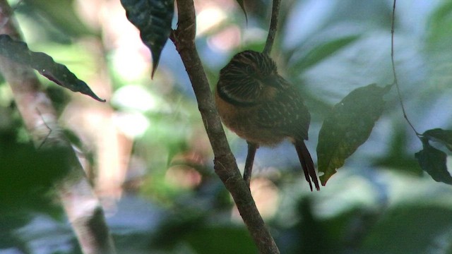 Crescent-chested Puffbird (Greater) - ML641881388