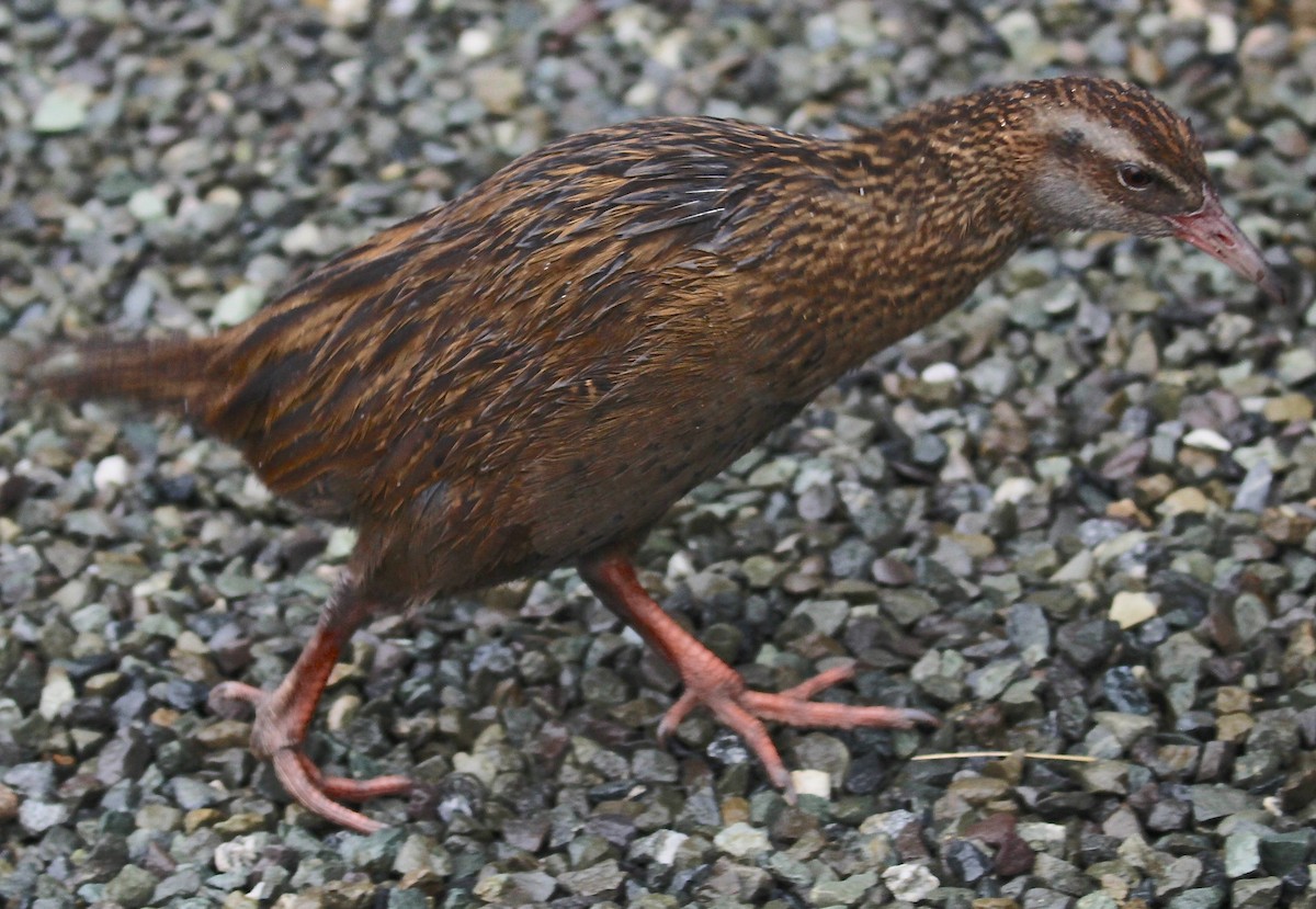 chřástal weka - ML641881445
