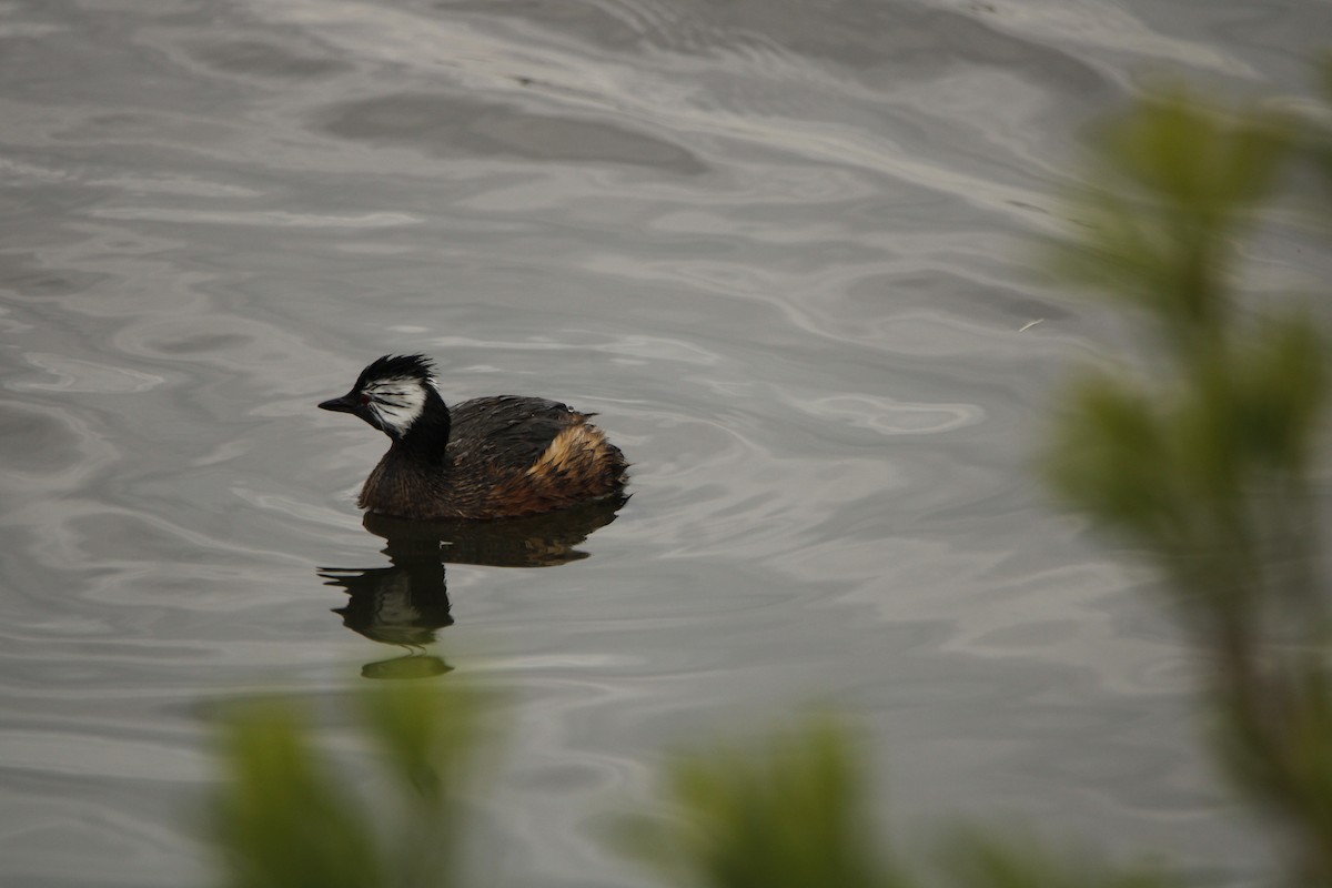 White-tufted Grebe - ML641881446