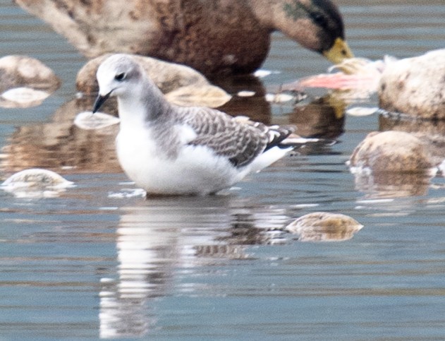 Sabine's Gull - ML641881458