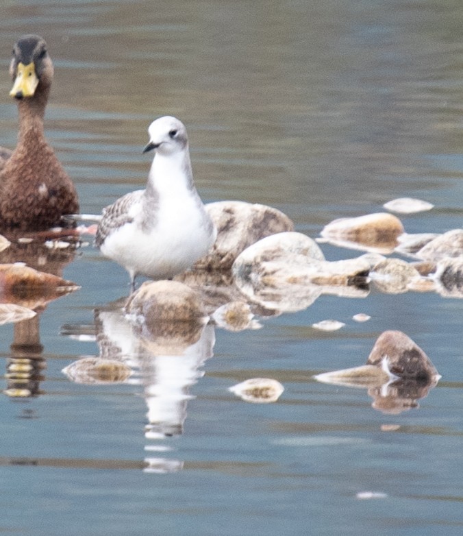 Sabine's Gull - ML641881459