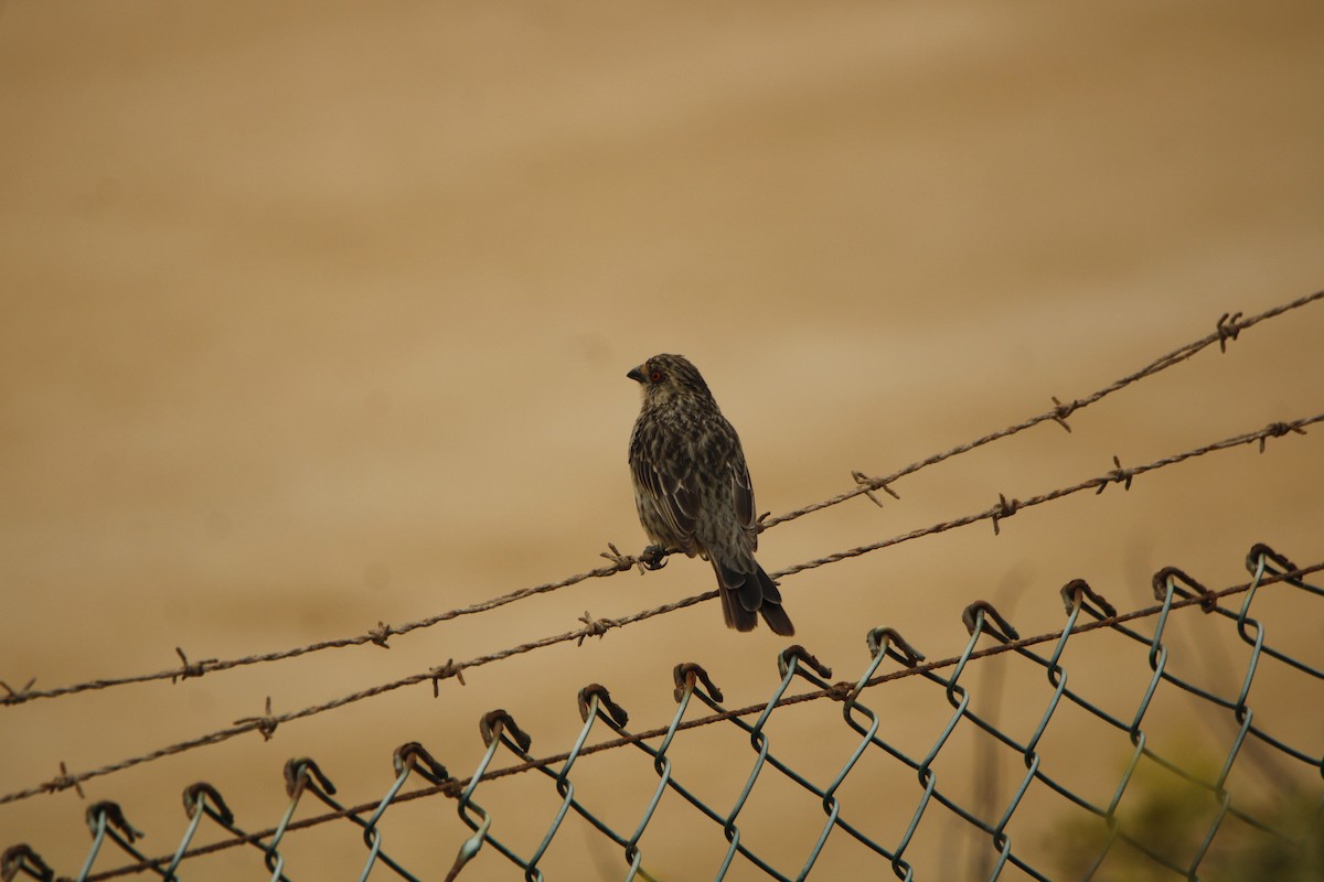 Rufous-tailed Plantcutter - ML641881468