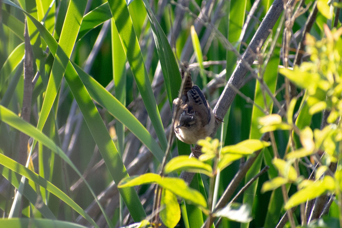 Marsh Wren - ML641881510