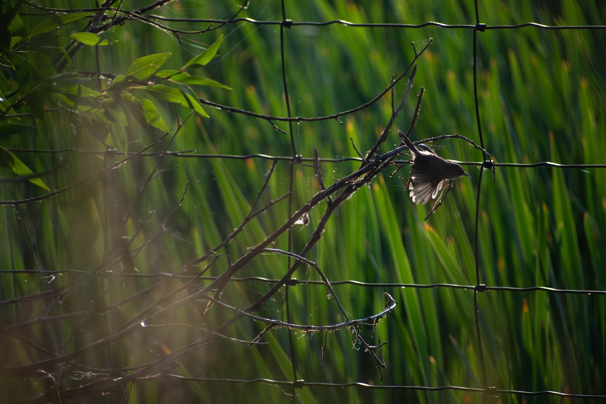 Marsh Wren - ML641881512