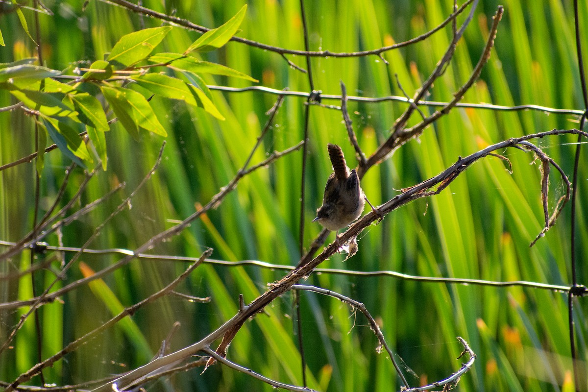 Marsh Wren - ML641881513