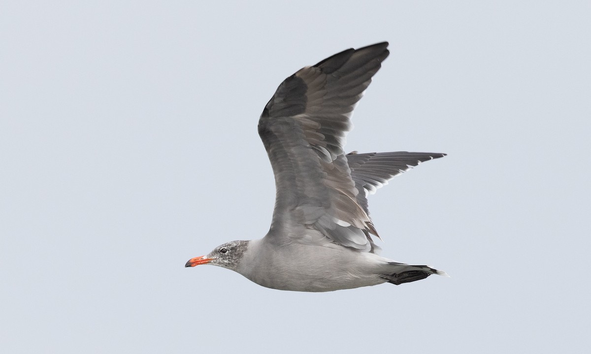 Heermann's Gull - ML641881516