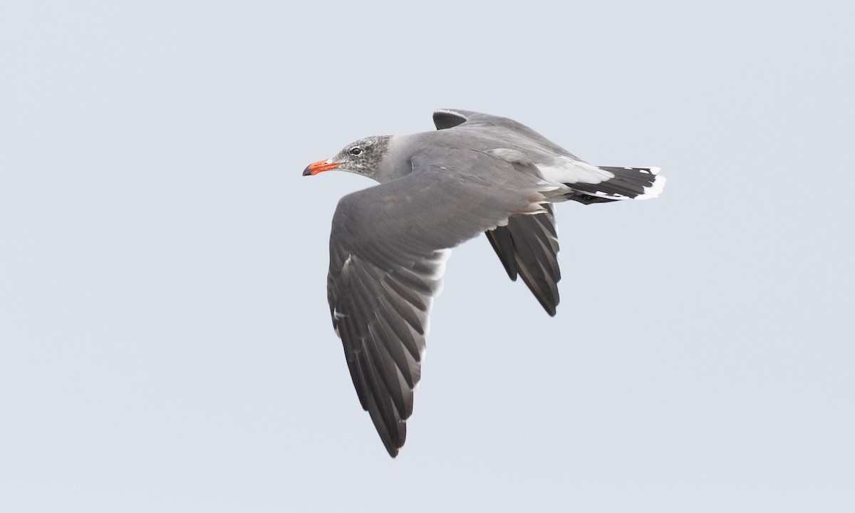 Heermann's Gull - ML641881518