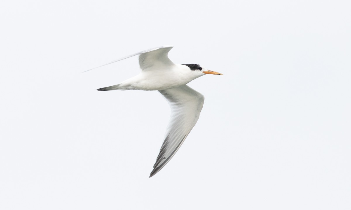 Elegant Tern - ML641881530