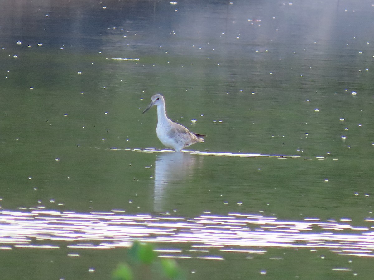 Willet - ML641881532
