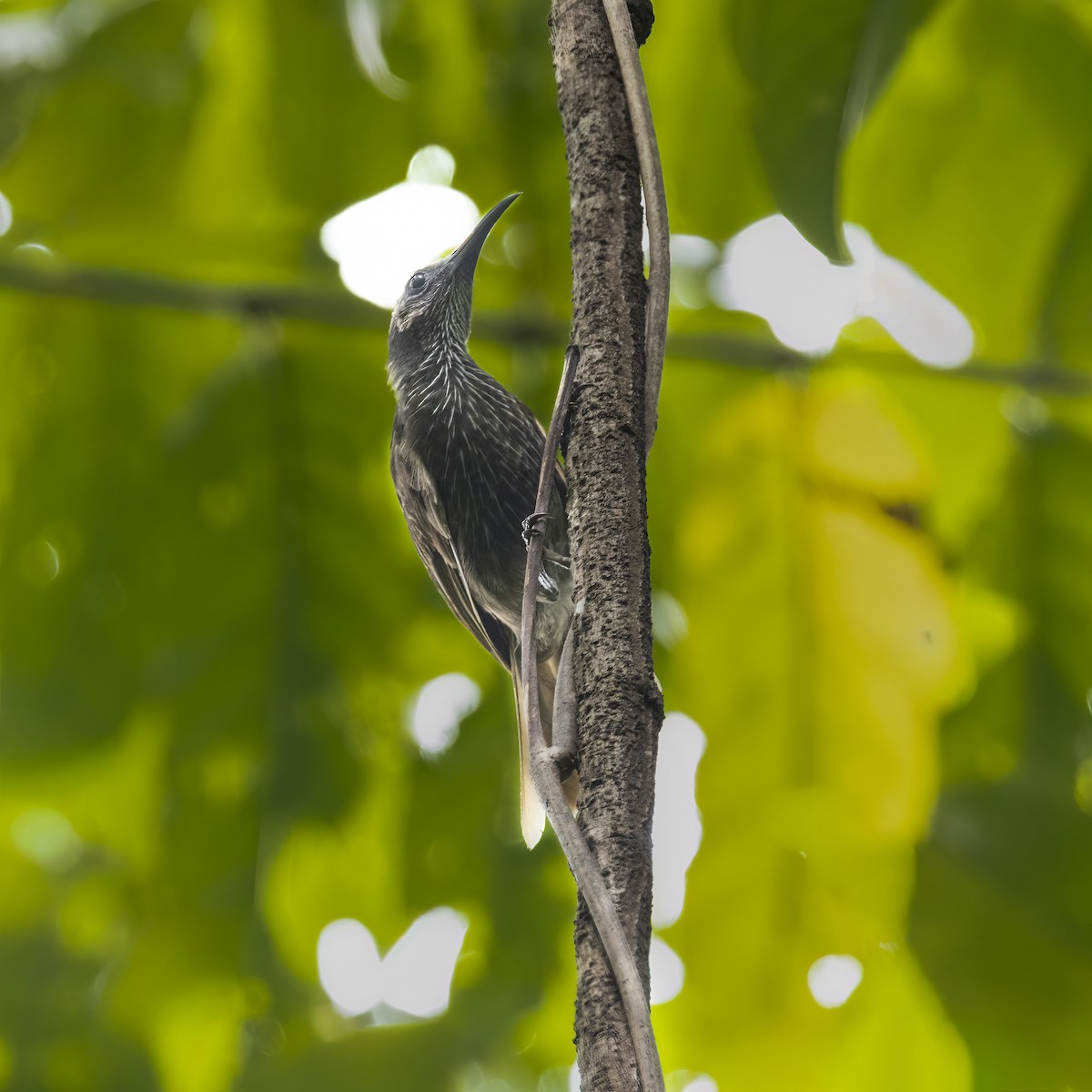 White-streaked Friarbird - ML641881537
