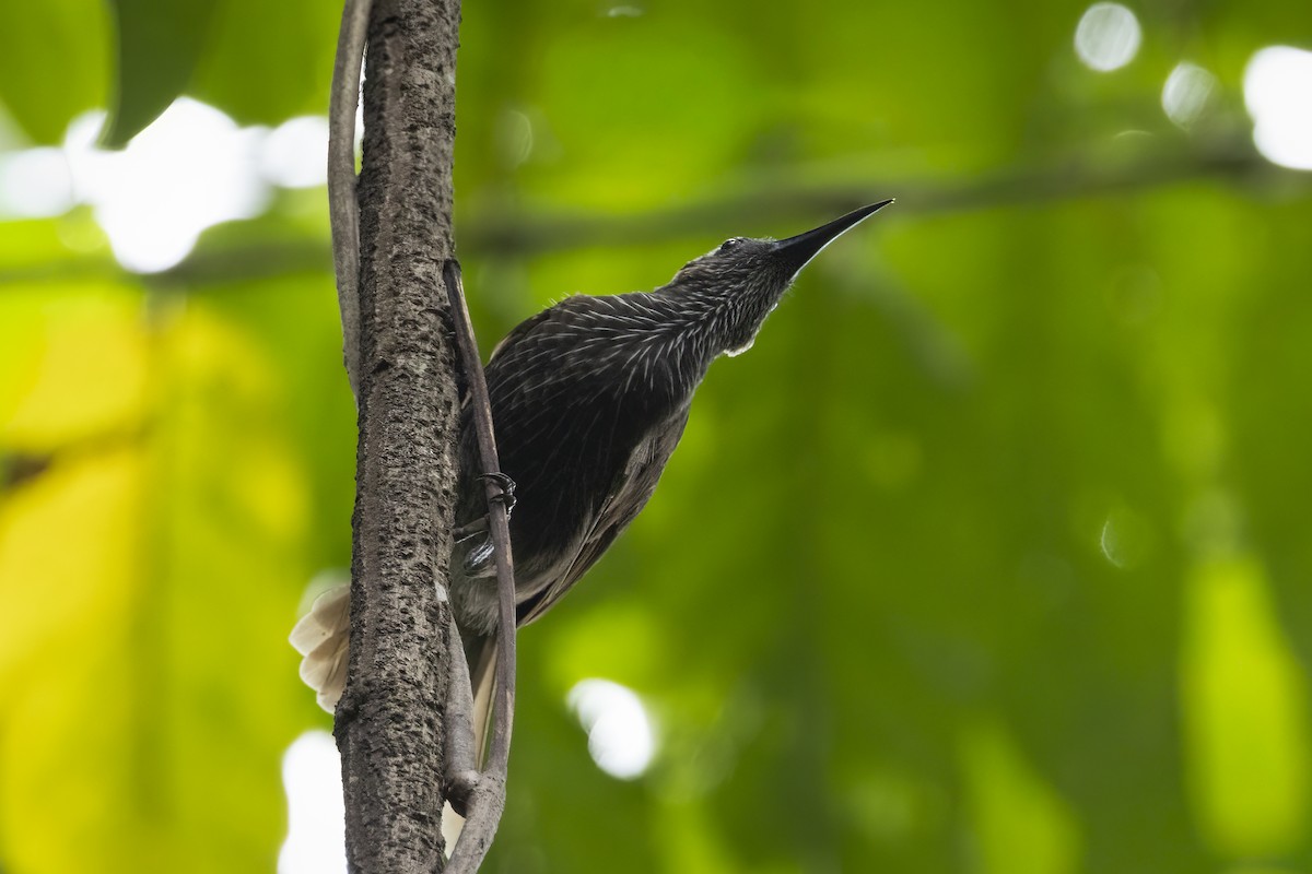 White-streaked Friarbird - ML641881538