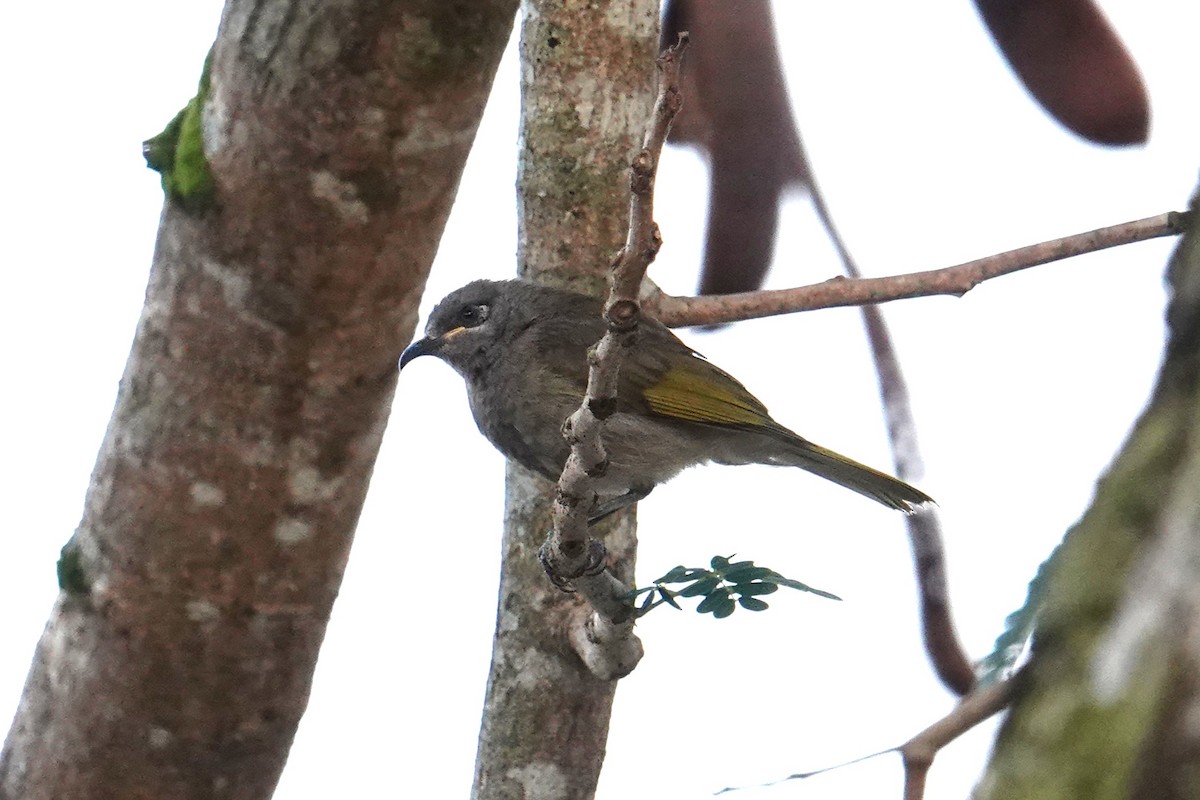 Dark-brown Honeyeater - ML641881553