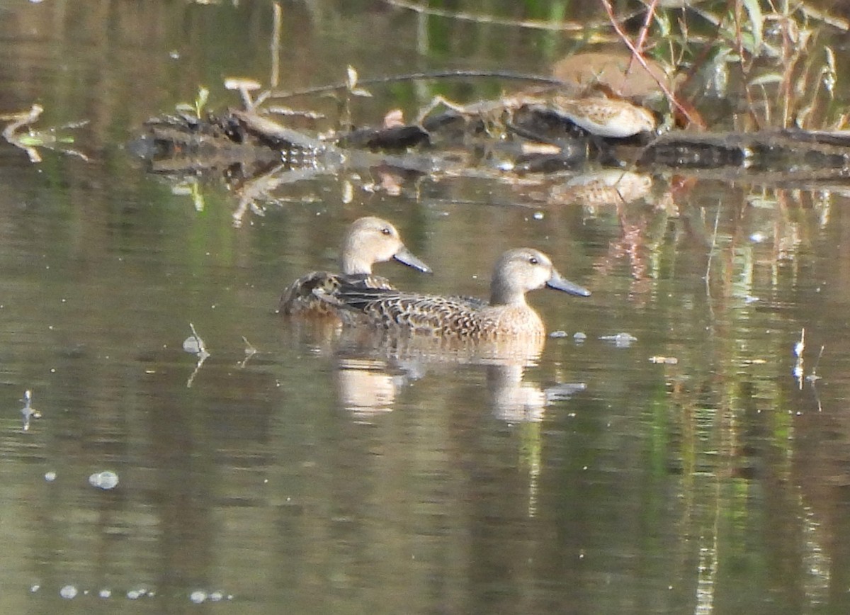 Blue-winged Teal - ML641881554