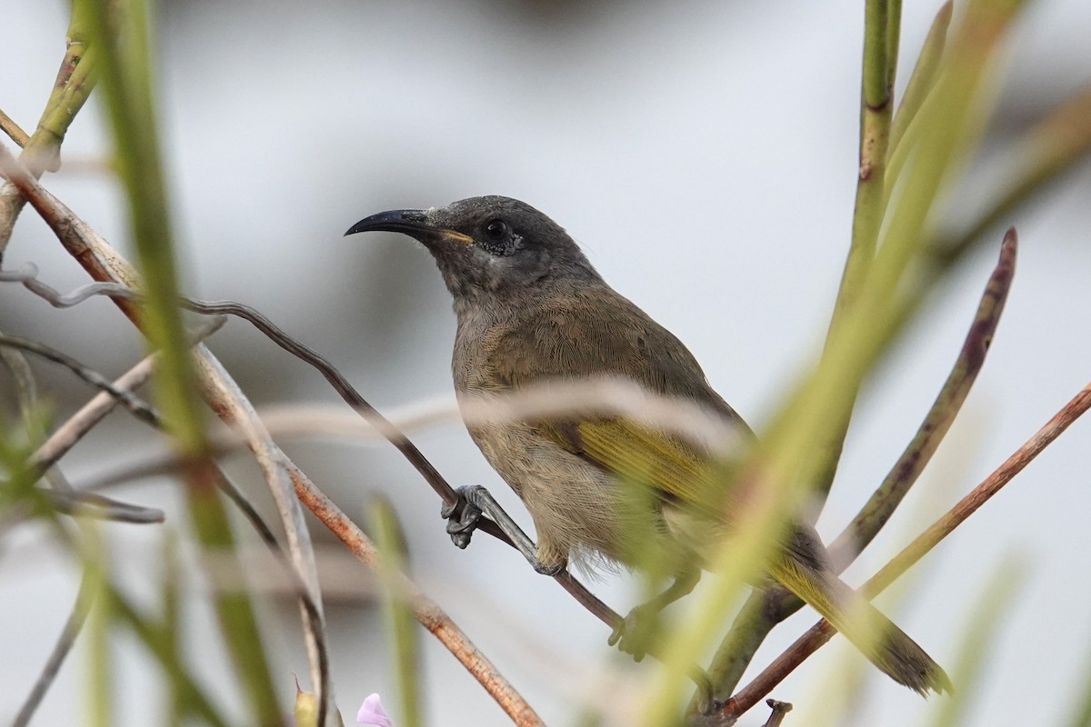 Dark-brown Honeyeater - ML641881556