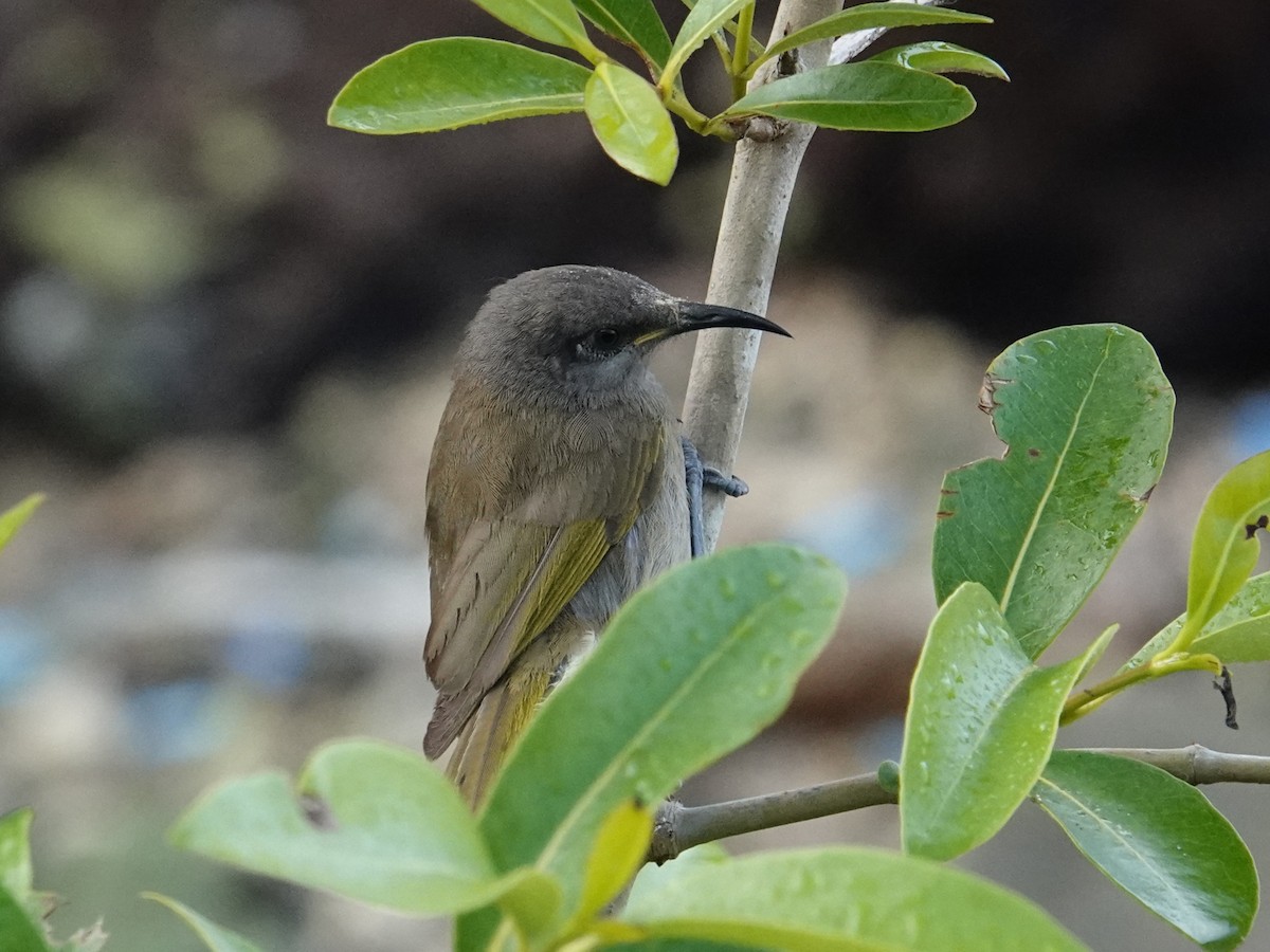 Dark-brown Honeyeater - ML641881558