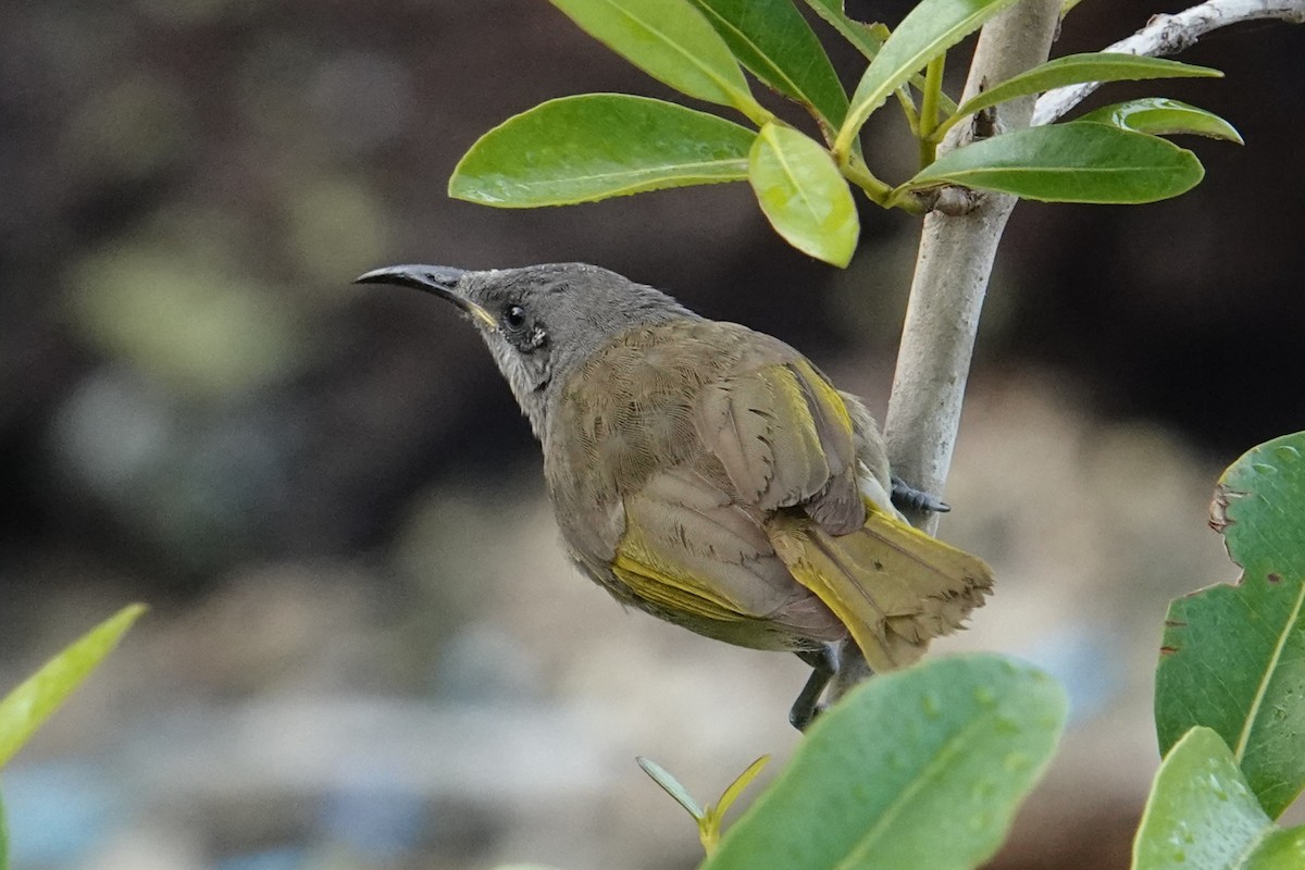 Dark-brown Honeyeater - ML641881559
