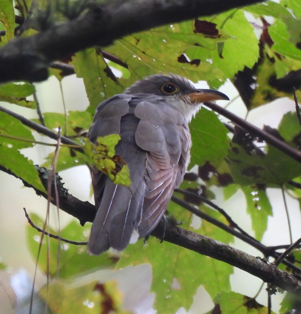 Yellow-billed Cuckoo - ML641881563