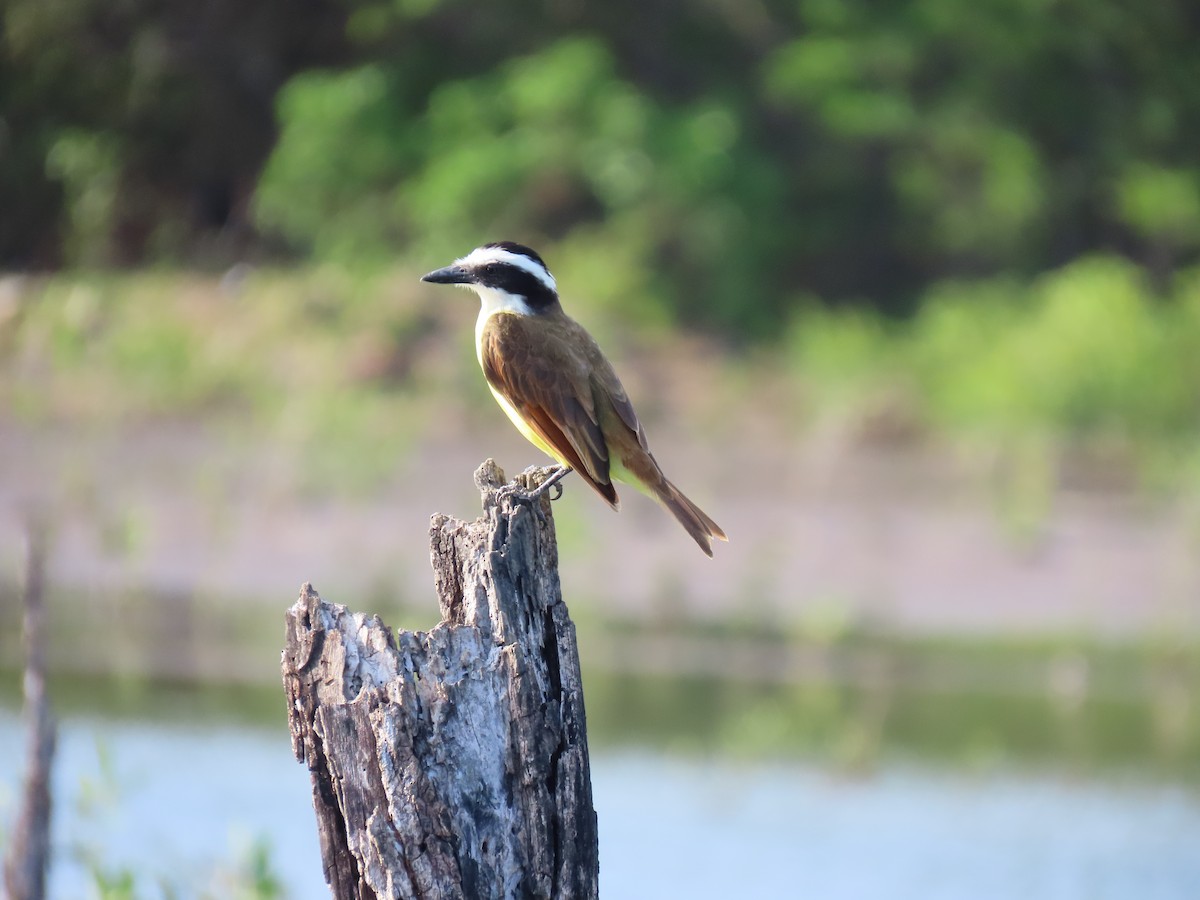Great Kiskadee - ML641881573