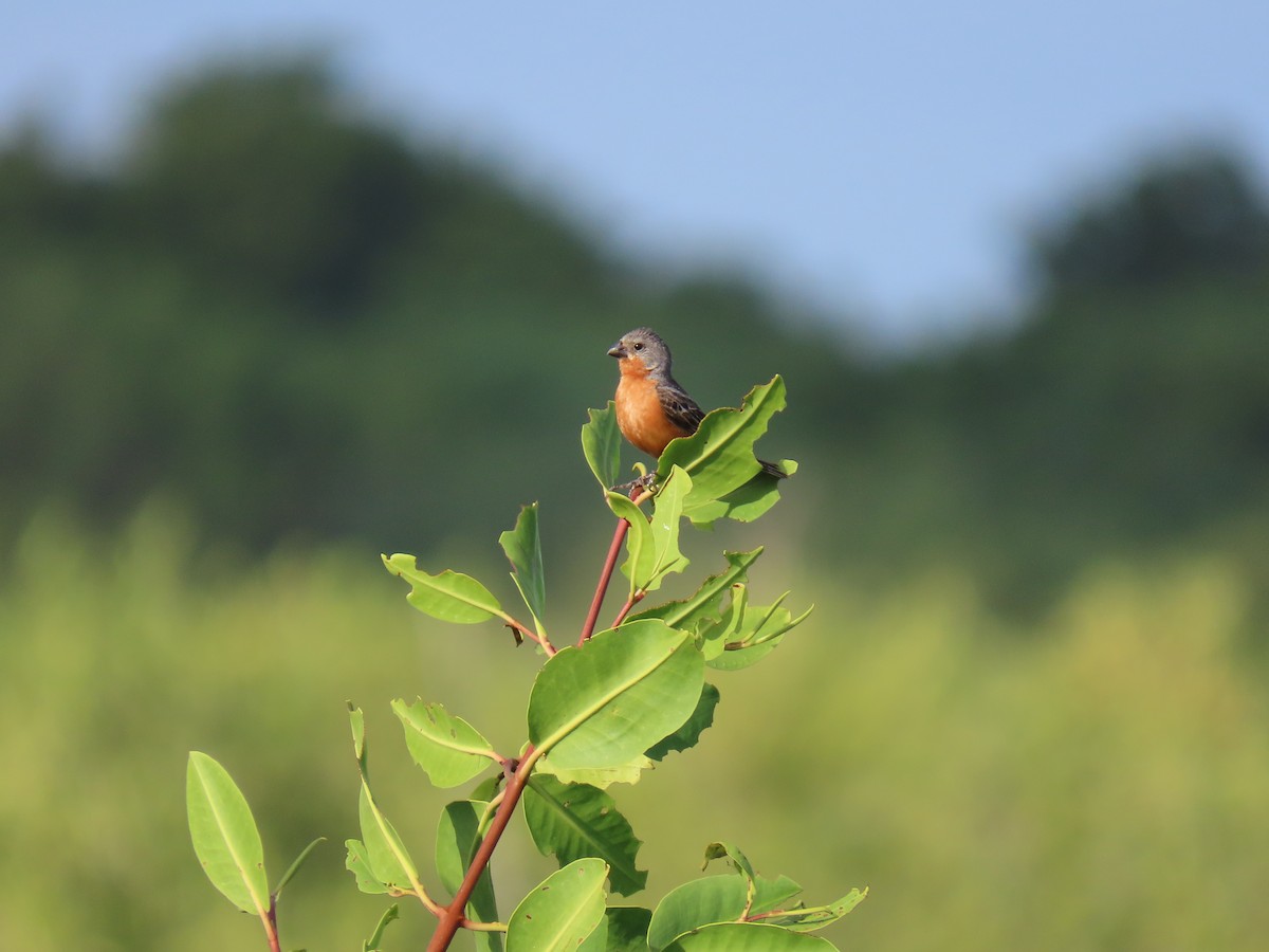 Ruddy-breasted Seedeater - ML641881592