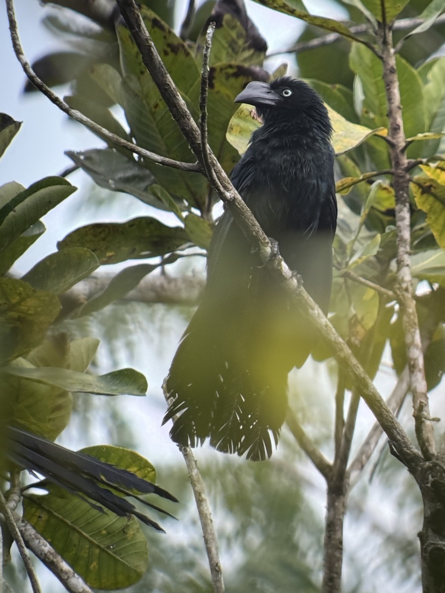 Greater Ani - ML641881601