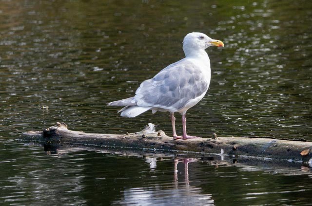 Glaucous-winged Gull - ML641881605