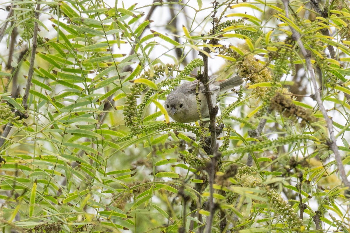Lucy's Warbler - ML641881607