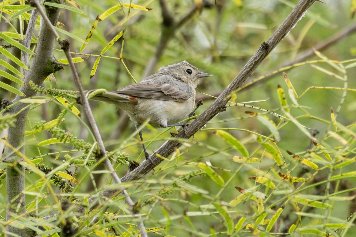 Lucy's Warbler - ML641881608