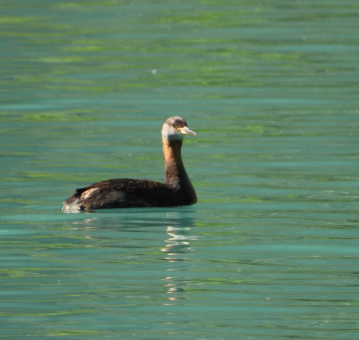 Red-necked Grebe - ML641881611