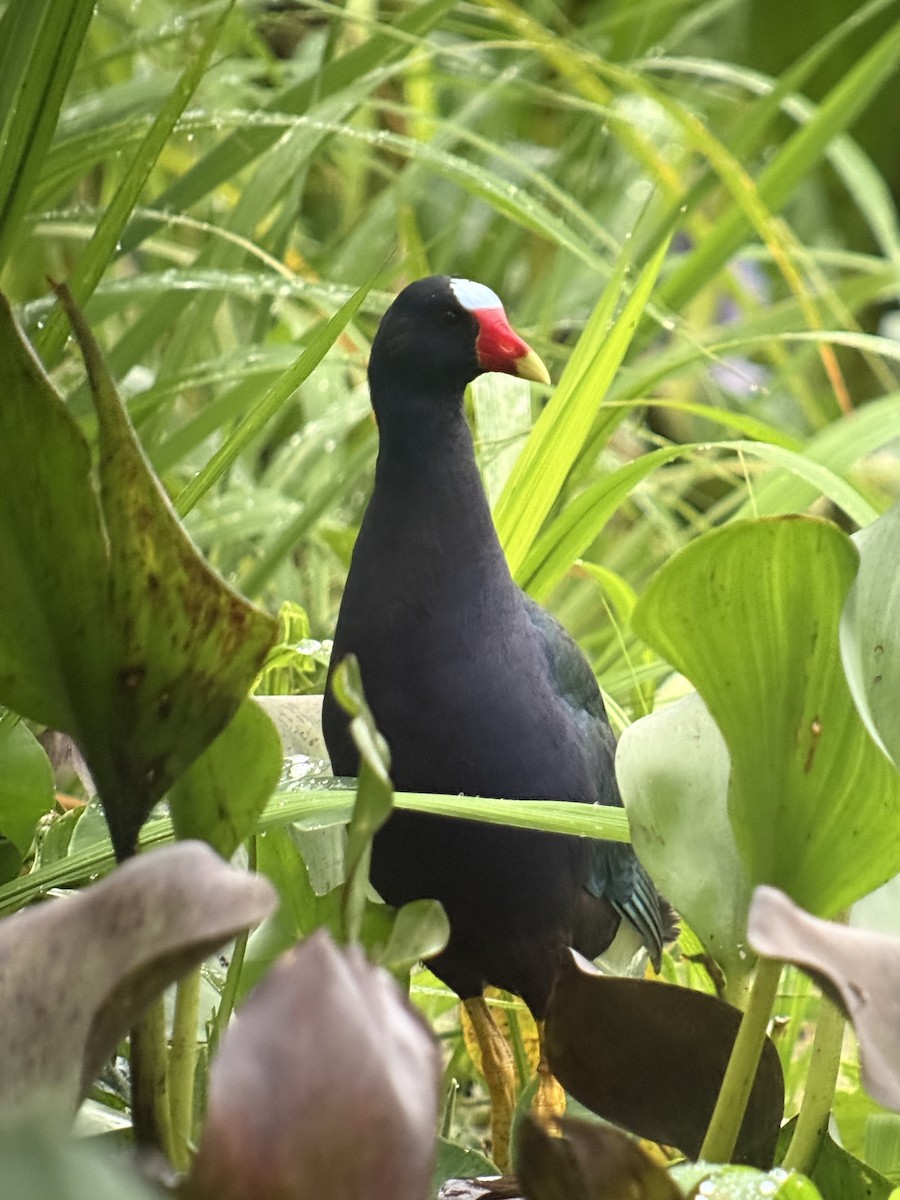 Purple Gallinule - ML641881621