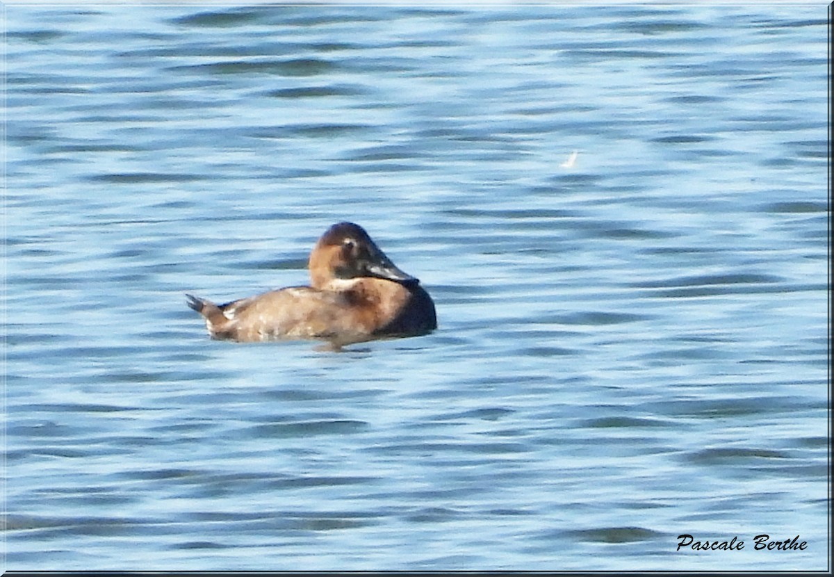 Canvasback - ML641881647