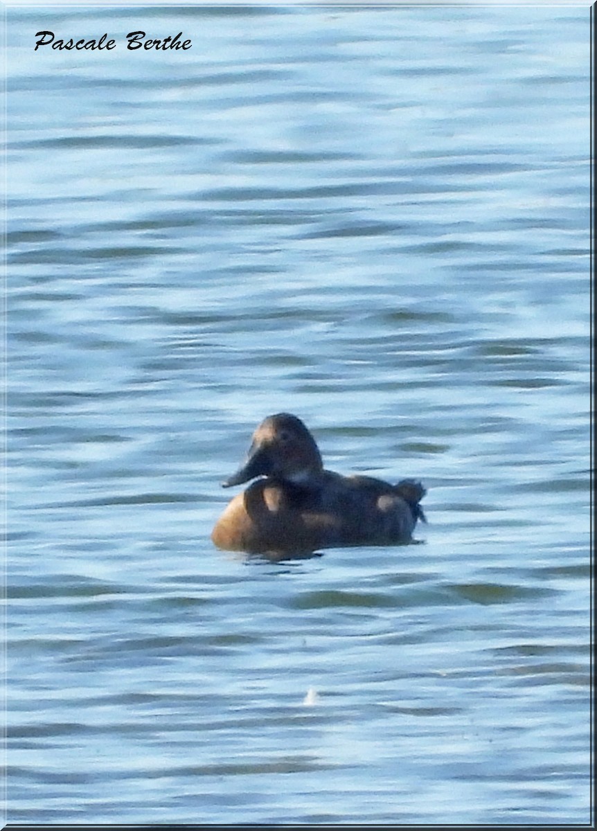 Canvasback - ML641881648