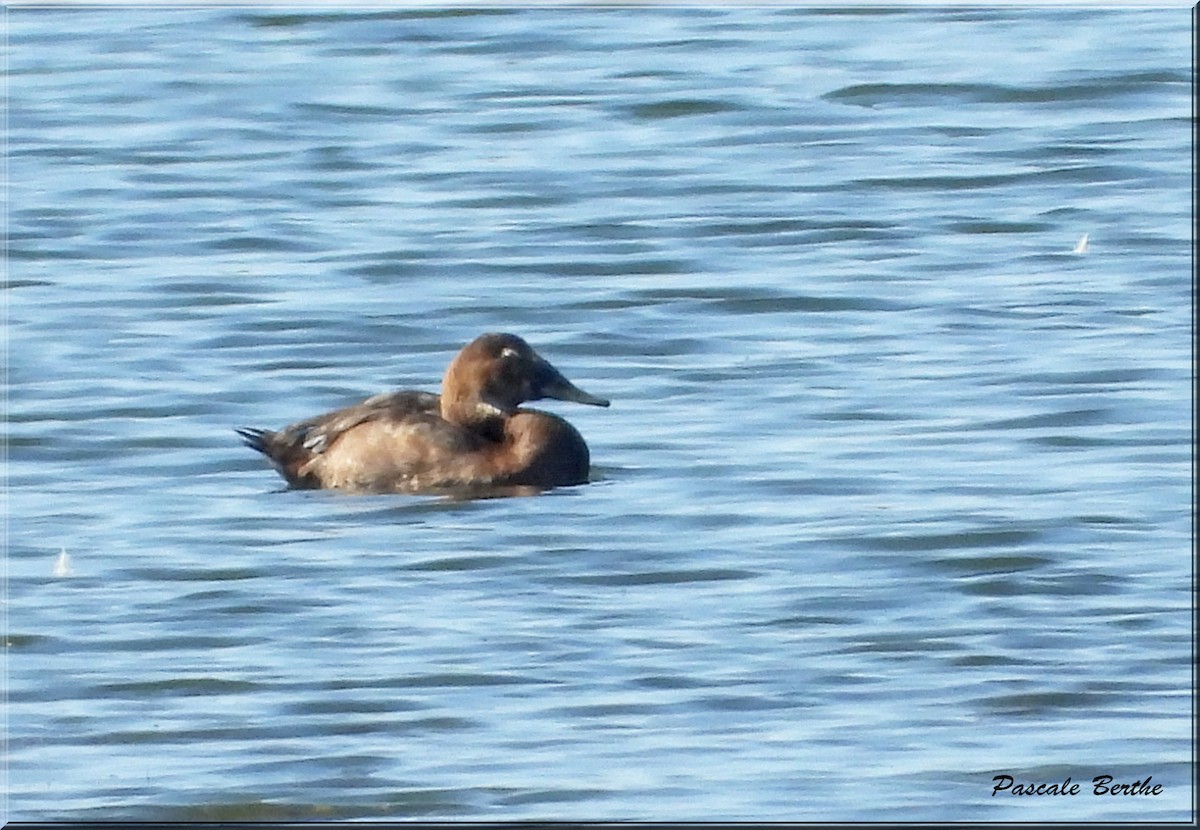 Canvasback - ML641881649