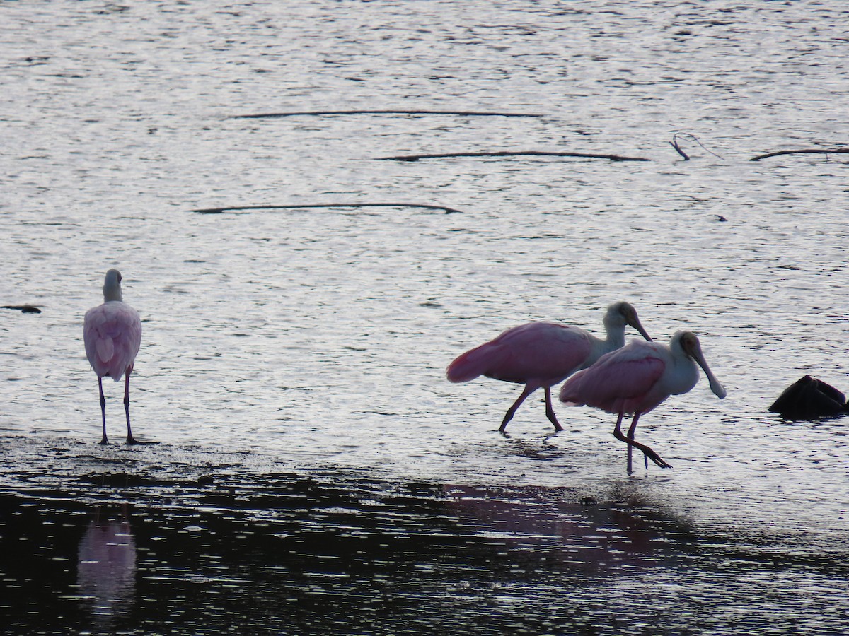Roseate Spoonbill - ML641881650