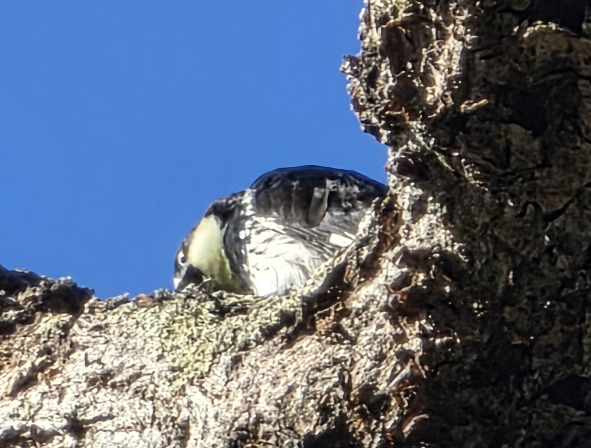 Acorn Woodpecker - ML641881656